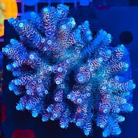 マリンアクア ウロコショップ