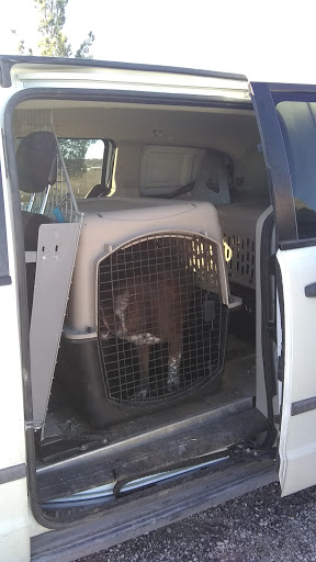 Lucky Two Times Animal Sanctuary & Advocacy Programs - Thumbnail