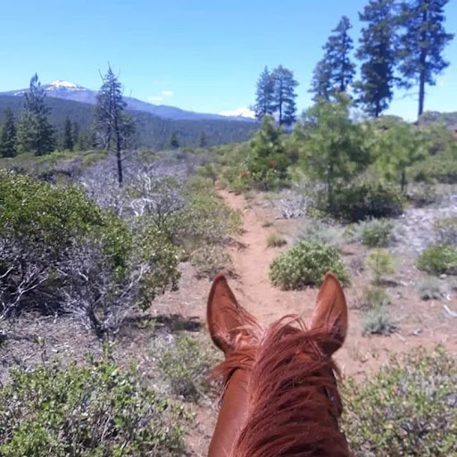 Bear Essentials Riding - Thumbnail