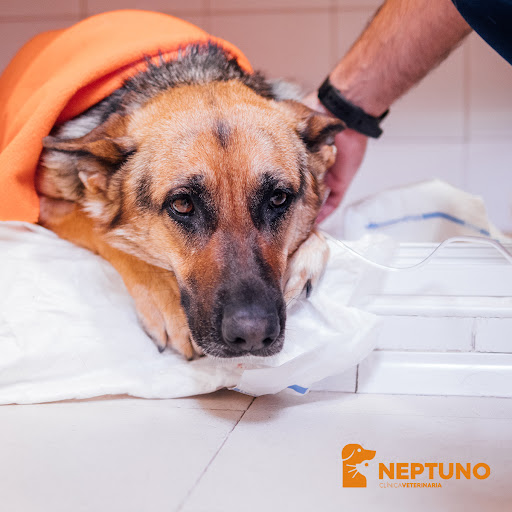 Centro Veterinario Neptuno