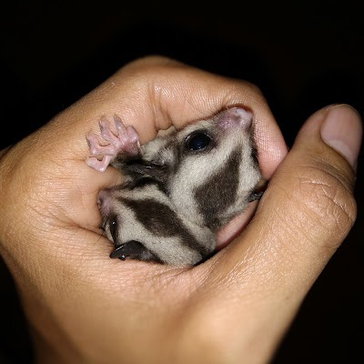 Photos of Toko DS - Mini Petshop