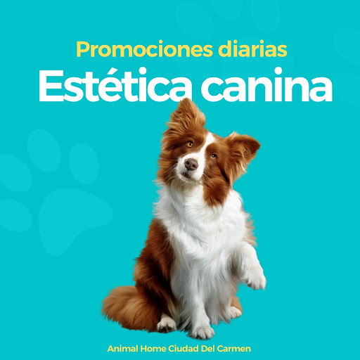 Animal Home Servicios Veterinarios