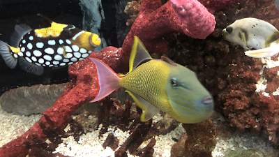 Tropical Lagoon Aquarium