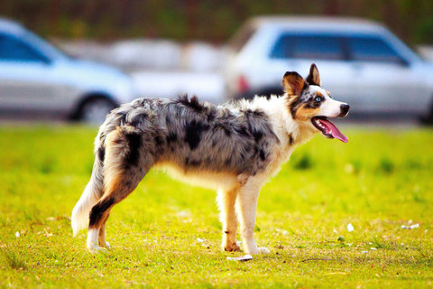 Flaxton Dog Park - Thumbnail