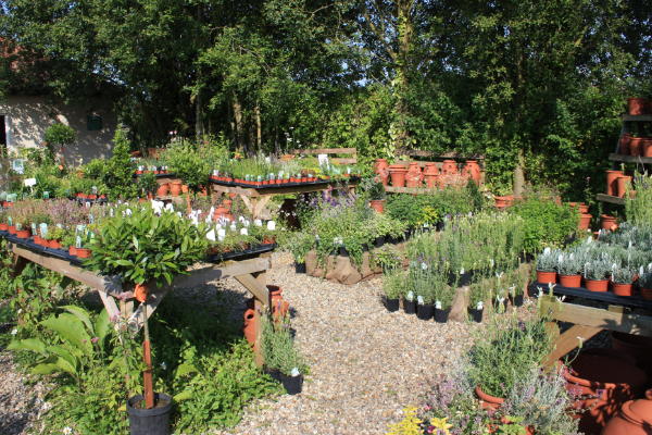 Norfolk Herbs