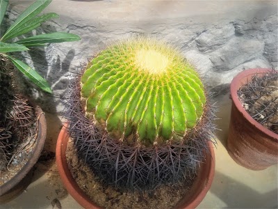 Photos of Cactus House