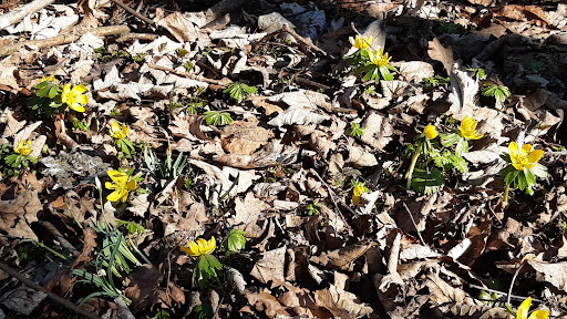 Märzenbecher - Visual