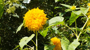 Photo n°31 de Le Lac - Camping Siblu à Mimizan (Terrain pour camping-cars)