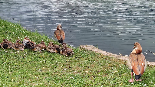 mit Stadtteich Park - Visual