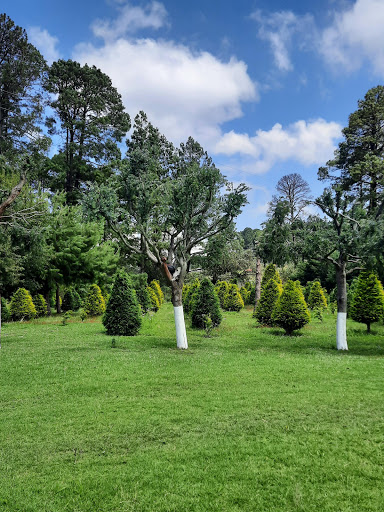 ARBOLES NAVIDEÑOS NATURALES TOLUCA PLANTACION GONZALEZ - Thumbnail