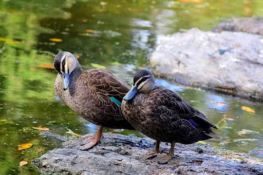 Saltwater Creek Wetlands Gallery - Australia