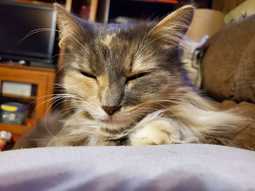 Allen Animal Hospital - Thumbnail