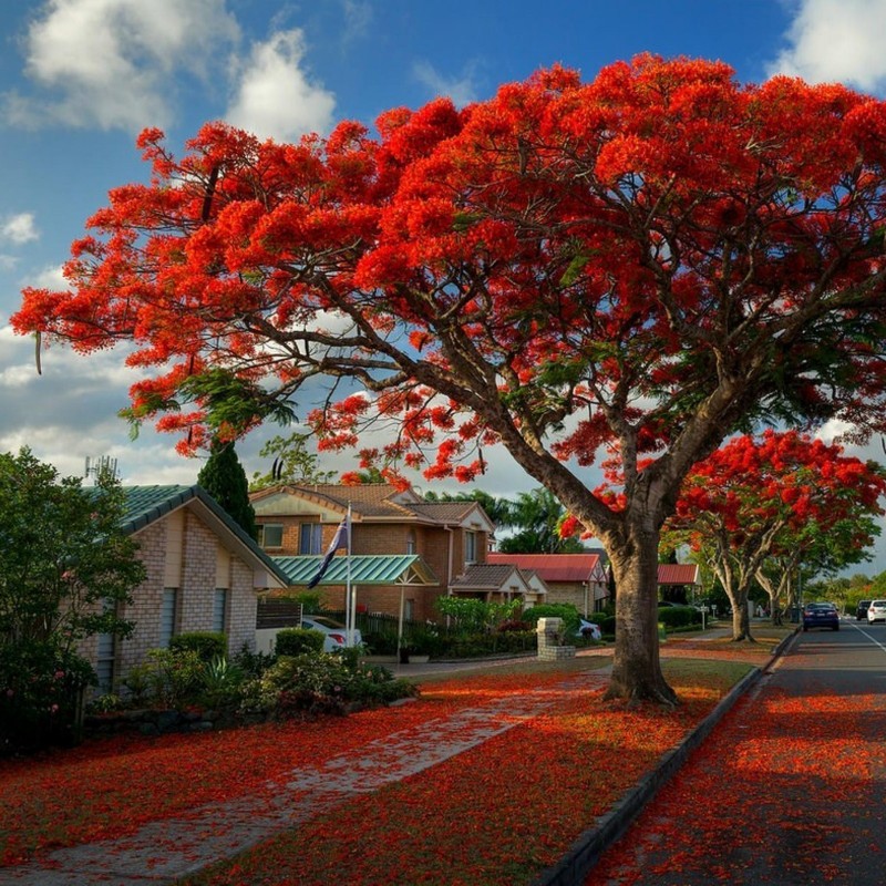 TropicalPlantae