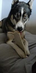 Photo n°8 de OsLov à Petit-Couronne (Animalerie)