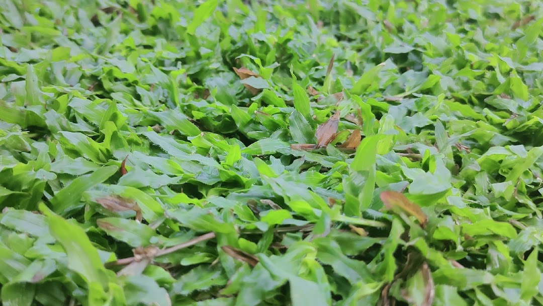 Pearl grass deals