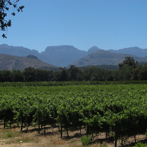Vinolo - Visual