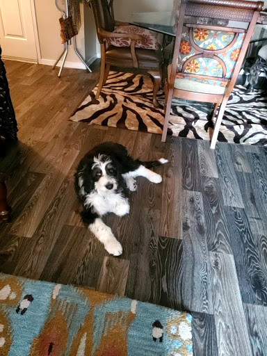Bogart's Bone Appetit - Thumbnail