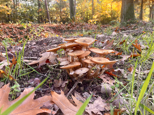 Sonse bos - Thumbnail