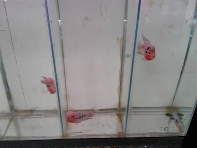 Photos of KEANDRA AQUARIUM