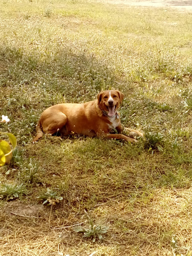 Parque Canino Escuela Canina Municipal - Thumbnail