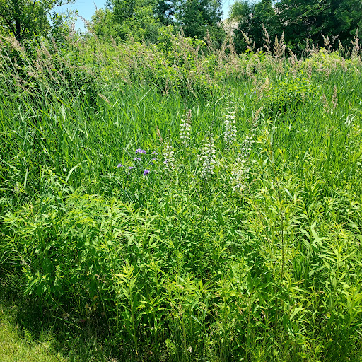 Ipsen Road Conservation Area - Thumbnail