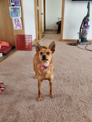 Dodge County Humane Society - Thumbnail