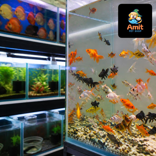 Looking for a premium aquarium shop near you in Indirapuram? At Amit Pet Shop & fish aquarium & p… post image