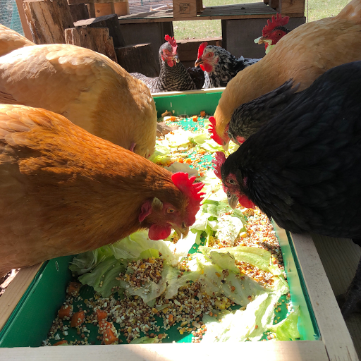 Go Cluck - Visual
