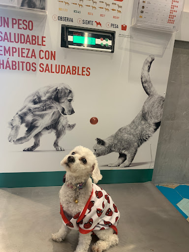 DogMart - Visual
