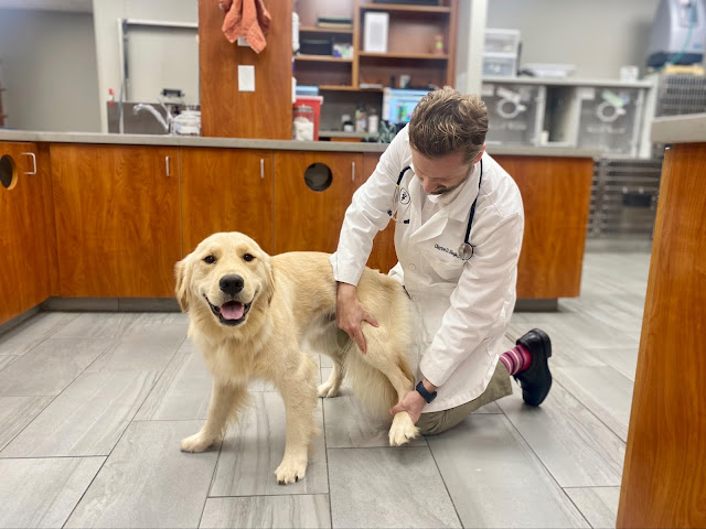 Cascade Hospital for Animals by null