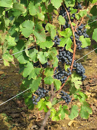 Photo n°23 de Caveau De Bacchus à Montigny-lès-Arsures (Magasin de vins et spiritueux)