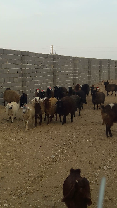 Photos of Livestock farmers