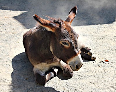 Staten Island Zoo