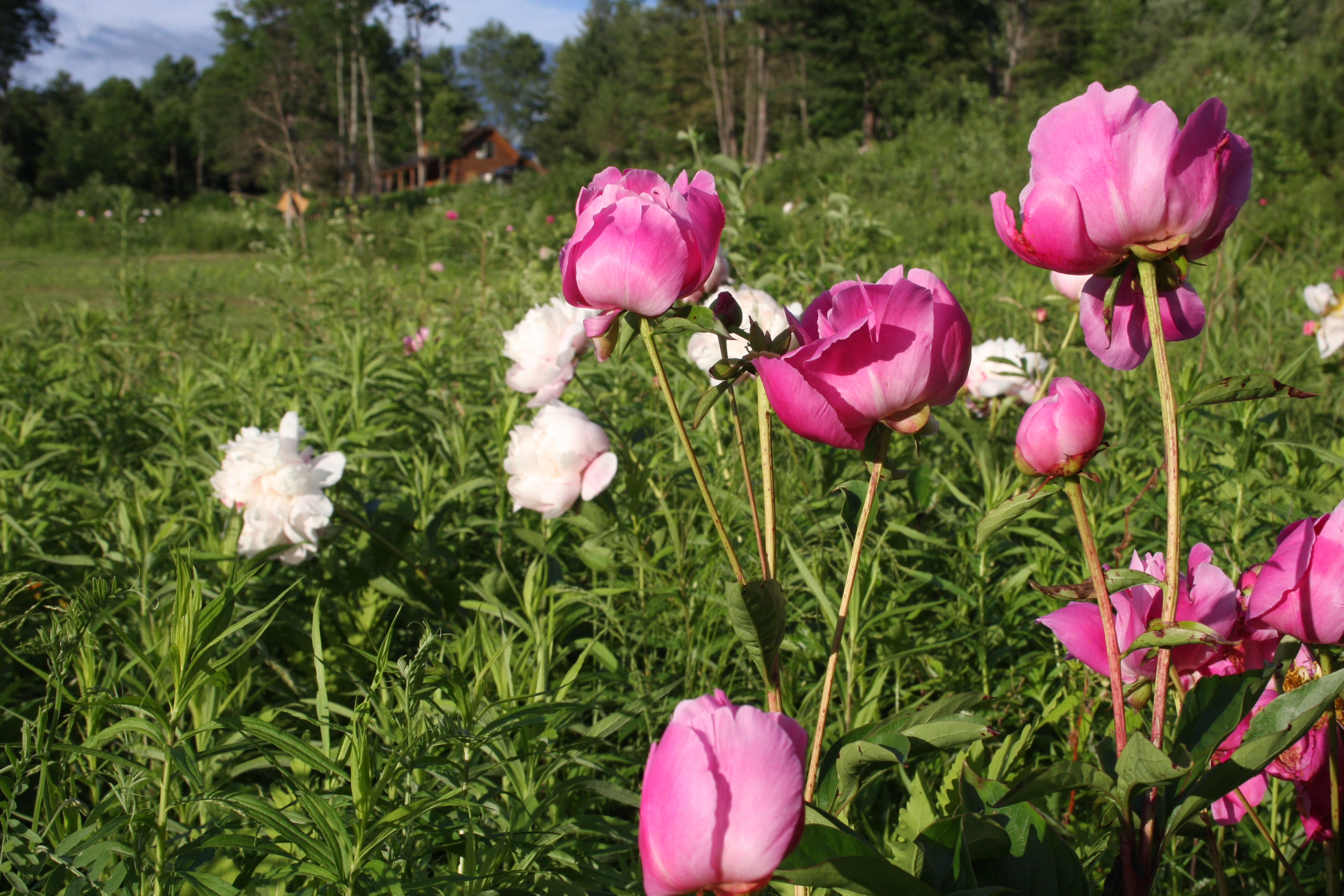 Countryman Peony Farm