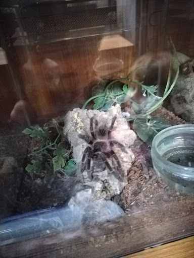 Kettering Reptiles - Thumbnail