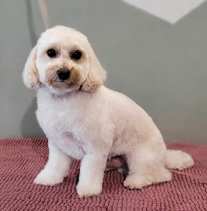 Bild: Kamm Fee Zuzana Hund