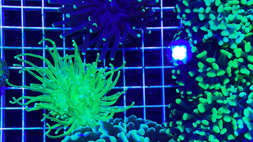 Reef Magic - Visual