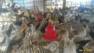 Photos of Rahmat Farm