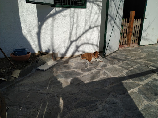 Hotel para perros Instints Barravés