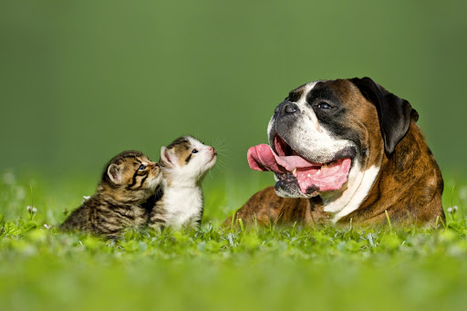 True Care Veterinary Hospital