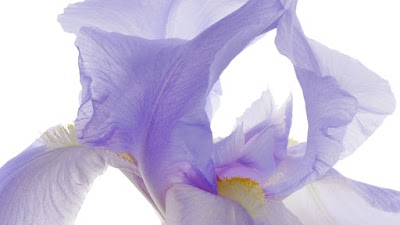 Photos of Blumenhaus Mayer