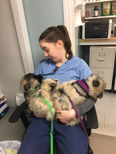 Jamestown Animal Clinic - Thumbnail