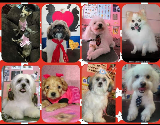 Clínica Veterinaría la Rosa