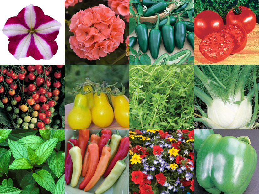 Austin's Acres Nursery