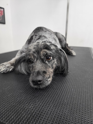 Tail and Chase Dog Grooming Gallery - United Kingdom