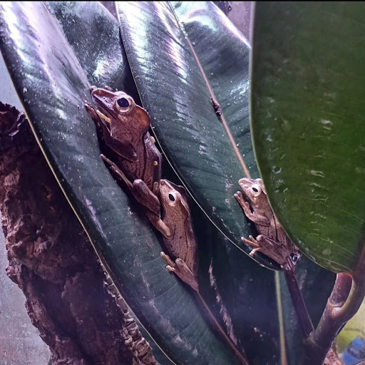 Hylidae - Thumbnail