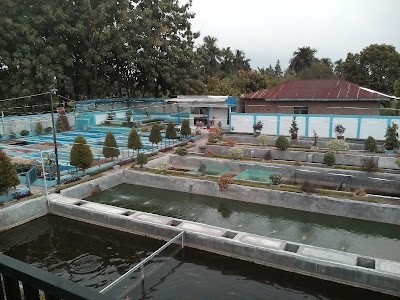 Photos of Penjualan Bibit Ikan Air Tawar Gurame, Nila, Bawal, Fatin Dan Ikan Hias UD USAHA BERSAMA