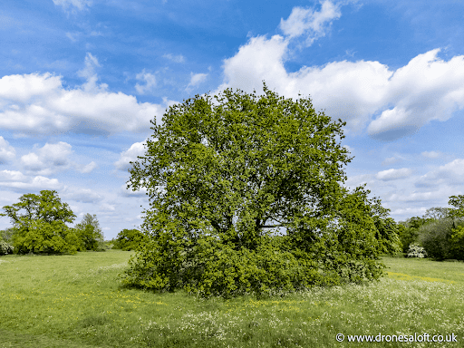 Wenny Road Meadow Gallery - United Kingdom