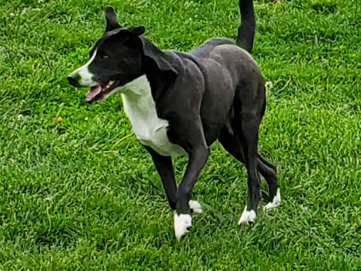 Fido Fields - Visual