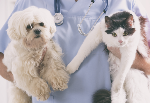 Snowden Grove Animal Hospital - Thumbnail